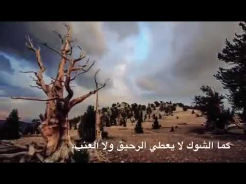 وكن راضيا لا تسخطن لشدة معن برغوث