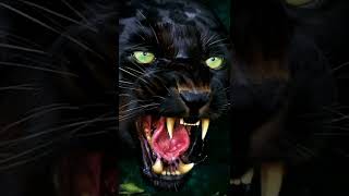 😱 illusion wallpapers