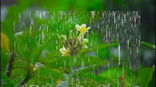 Download lagu Green screen   Heavy rain effect & Rain sounds   Hujan deras & Suara hujan Guntur   No copyright 1