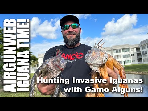 Gamo Iguana Hunt in South Florida - Hunting invasive iguanas with Gamo Airguns.  This is Fun!