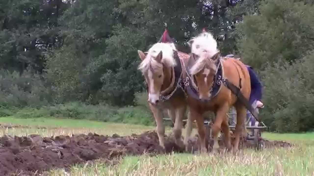 Gespannpflügen - Starke Gespanne