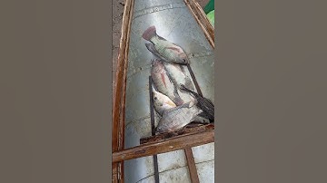 Thả lưới bắt cá rô phi cũ nha mọi người #music #fishing