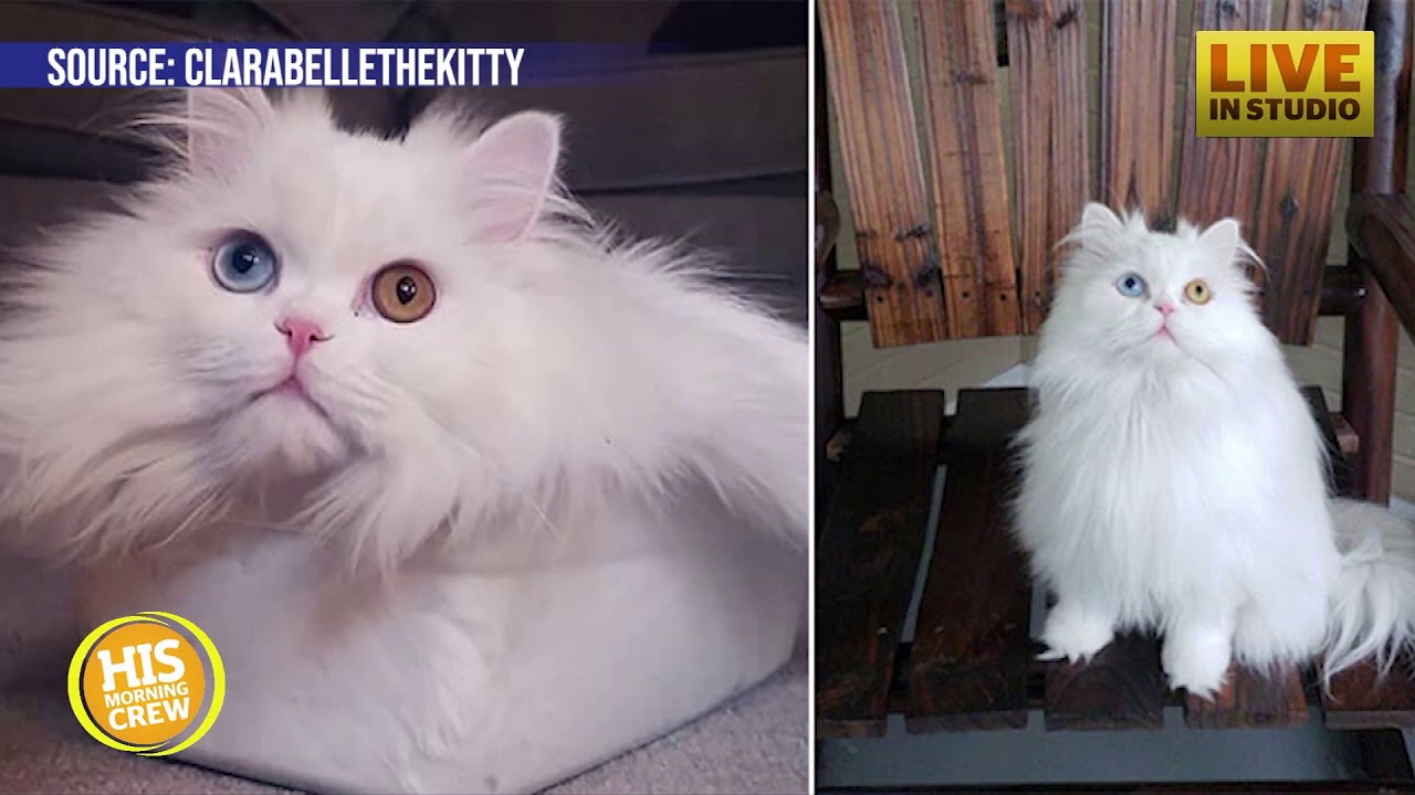 Cat Story Deaf Kitty Has a Very Loud Meow YouTube