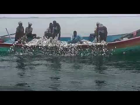 Fish catching - YouTube