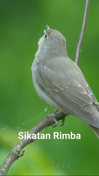 Burung Sikatan Rimba Gacor Ngplong Kicau Alam Rimba