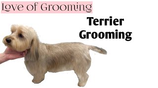 Grooming  a Terrier Mix