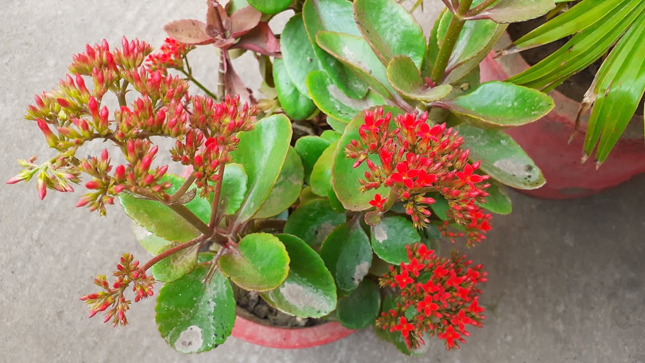 Kalanchoe plant care (Desi kalanchoe) Kalanchoe plant ki care kaise