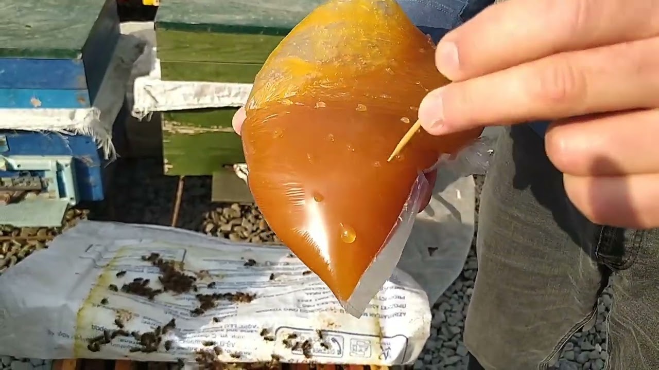 Təbii balnan yemlənmə davam edir. 1həftə öncə verdiyimiz balı demək olar ki təmamilə yeyiblər.