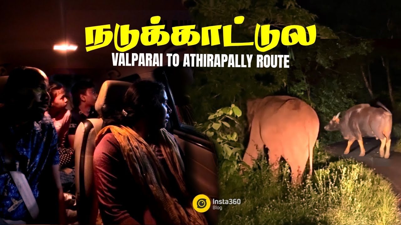இரவு காட்டில் எலீபண்ட்? 😱 Valparai to Athirapally Night Drive – Scary Wildlife Moment!