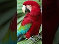 Los saurópodos no son como los recuerdas #animal #dinosaurios #curiosidades