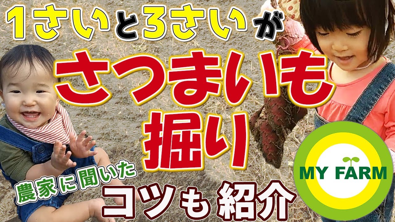 3歳1歳が初めてのさつまいも掘りに挑戦！│子どもと農体験・自然体験