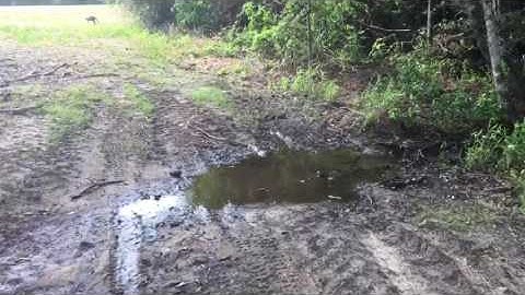 Trapping for Nest Predators