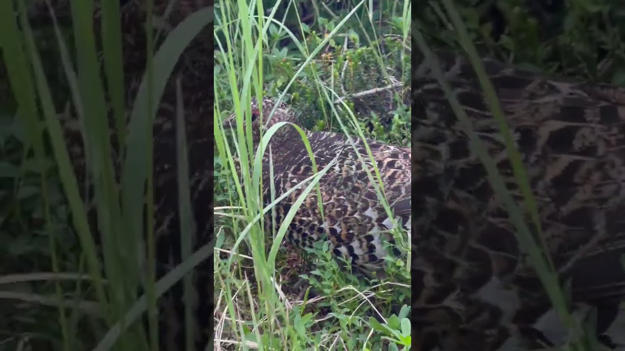 Ambient Landscape & Wildlife , Grouses 🐤