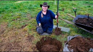 How to Prepare Your Tree Planting Hole!