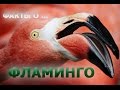 Факты о Животных. Фламинго