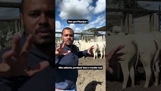 Tem que planejar as comercialização!  e comercialização de gado Nelore PO CHAMA A JV !37 99865 5045