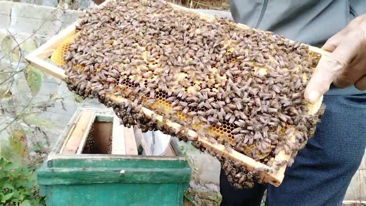 Những điều cần lưu ý trại ong khi thời tiết rét đại hàn - đời sống nhà nông - đt 0339186706