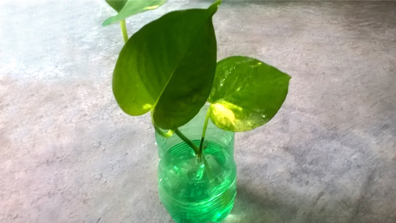 How to grow money plant Grow indoors YouTube