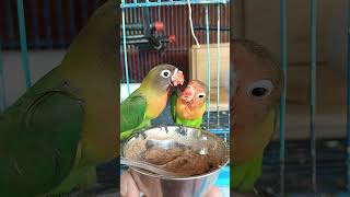 Si kembar sudah semakin besar #pecintalovebird #birds #lovebirdpaud #dunialovebird #parrot