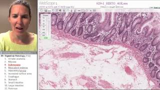 Digestive histology 3- Submucosa