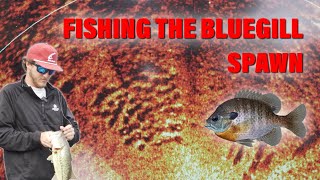The EASIEST Way to Find Spawning Bluegill