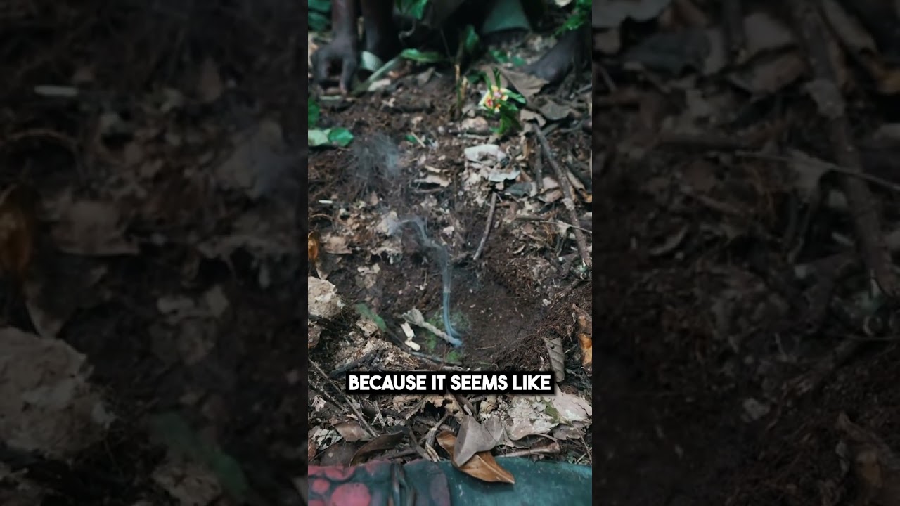 How to Hunt Rats in the Congo 🐀