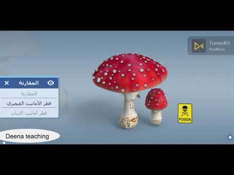 فطر سام فطر غير سام   أنواع فطر عيش الغراب