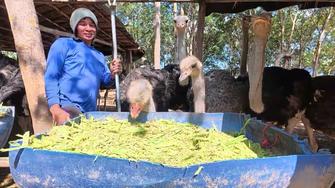 เลี้ยงนกกระจอกเทศ 200 ตัว สร้างอาชีพที่จ.พิษณุโลก