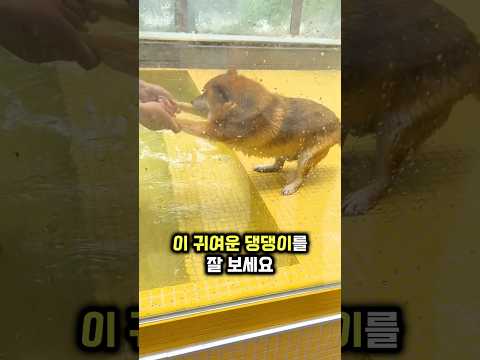 댕댕이가 수영장에 안 들어가려고 버티고 있는 이유 thumbnail