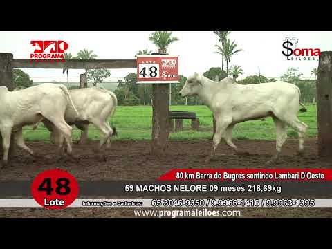 LOTE 48