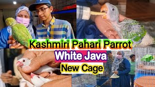 Our New Birds And Cages / Kashmiri Pahari Parrot / White Java Finch