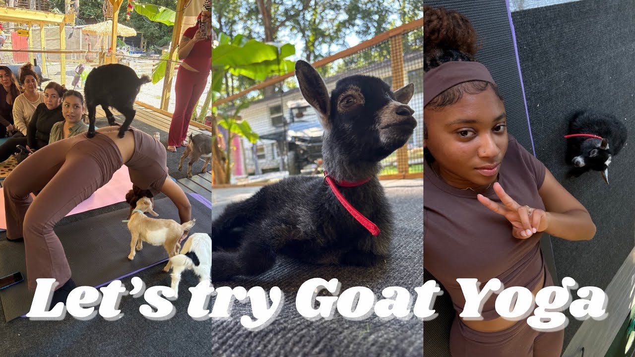 I TRIED GOAT YOGA