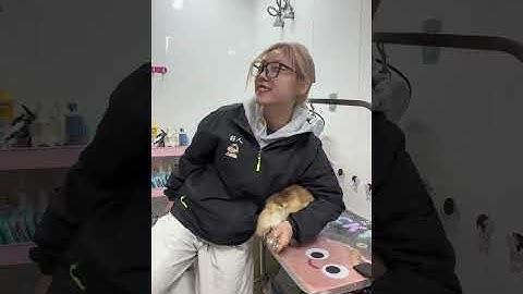 The biting and fierce Corgi you wanted has arrived. It came here with the owner s