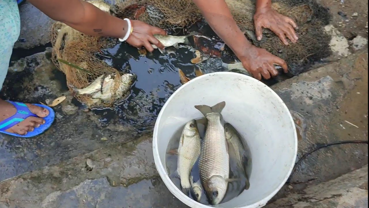 घर के तालाब के मछलियाँ 🐬🐟  @nomitatudu