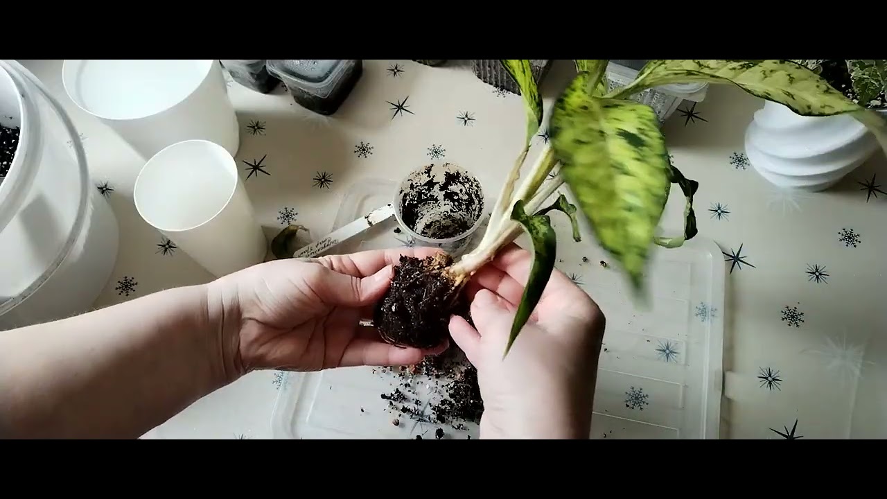 Пересадки. Новинка. Рассада. 