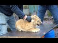 Three lion cubs vaccinated against cat flu at Dutch zoo | AFP