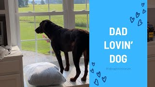 Caught on Camera: Dog is Barking Excited for his Favorite Owner to Return to Him #cutedogvideos by Rivers the Chocolate Lab 711 views 13 days ago 31 seconds