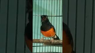 Download Lagu Umpan Suara Burung Magpie Cocok untuk Semua Kondisi MP3