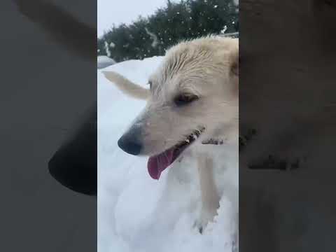 Ceva BUN-BUN  - tutorial despre cum faci să te bucuri de zăpadă! Fifi s-a prins de schemă! 🙈