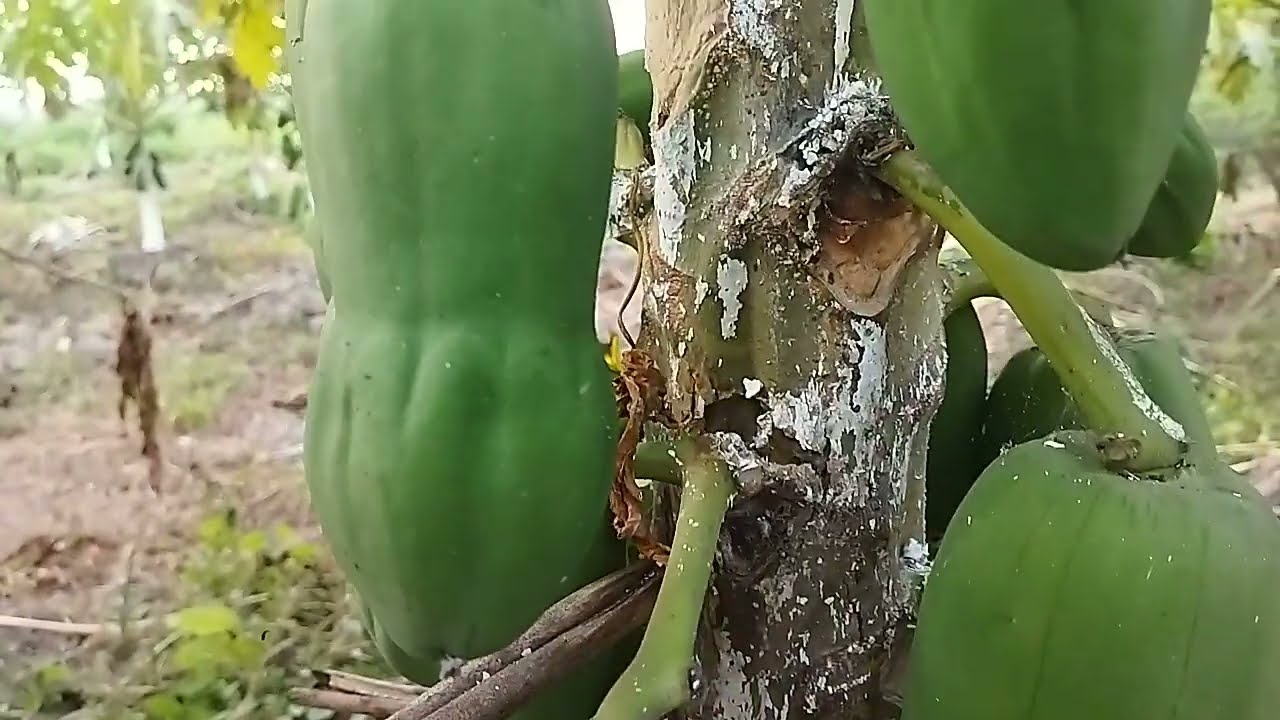 TERUJI EFEKTIF ATASI BUSUK BATANG  PEPAYA  