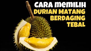 MEMBONGKAR RAHASIA MEMILIH DURIAN PREMIUM