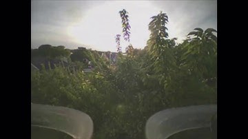 Tiny Whoop freestyle - LiPO FlOW - dancing on trees