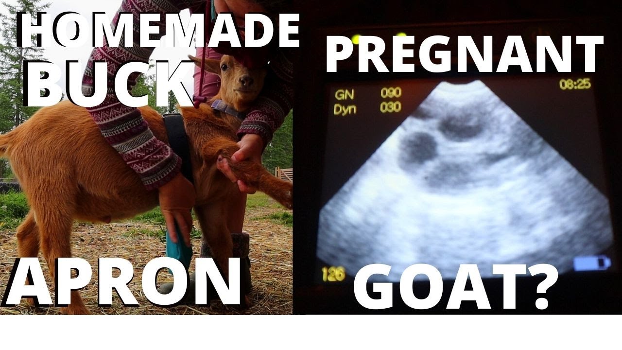 Pregnancy Ultrasound On Ebony(Goat)Plus A Surprise Pregnancy- Making A Buck Apron For Jersey!