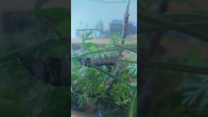 Arthur-Lacey entered the pupa stage today!