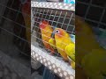 new guest received #birds #sunconuremalayalam #conure #sunconure #voiletringneck #parrot