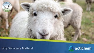 Why Woolsafe Matters.
