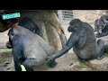 Gorillas Taking shelter From The Rain | Young gorilla bothers his mother