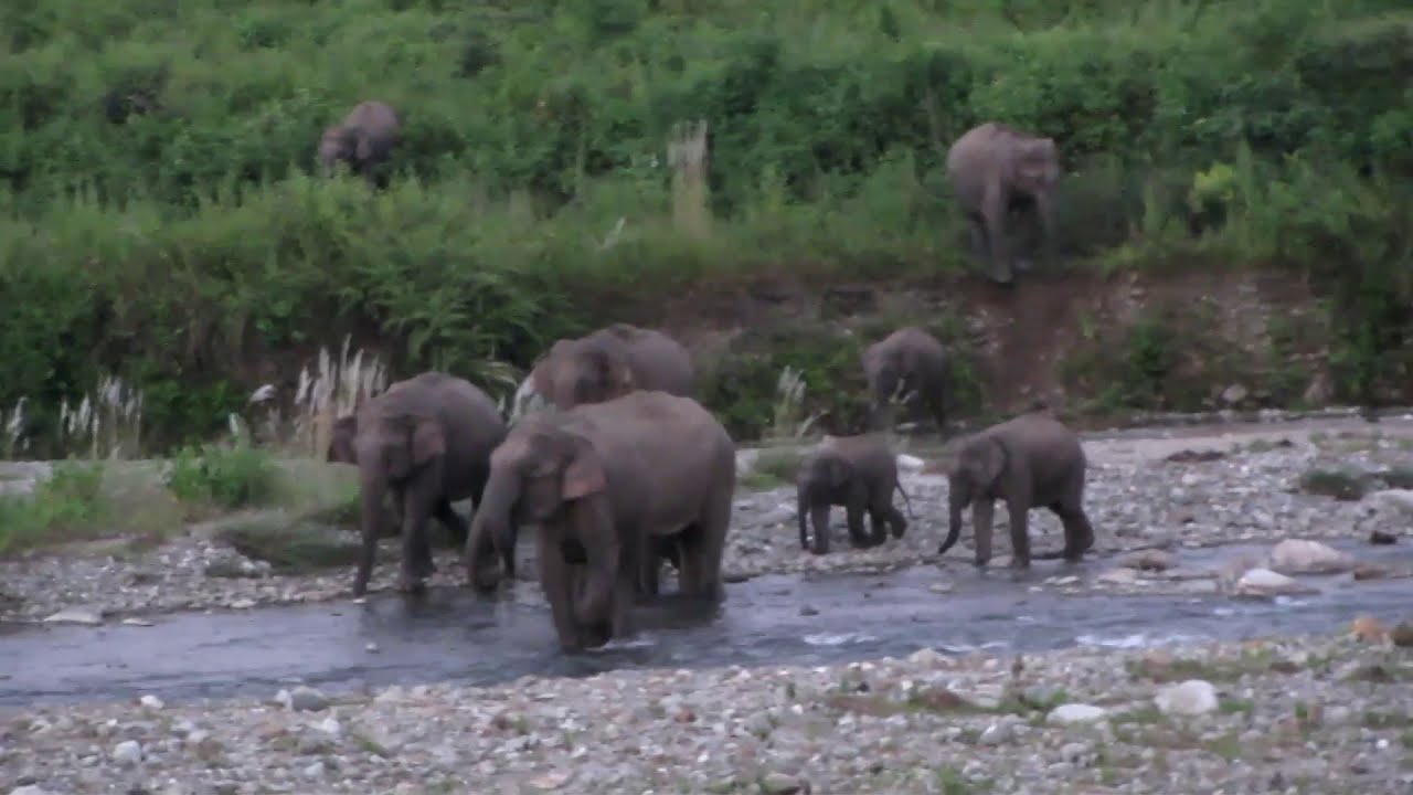 ELEPHANT ATTACK || WILD ELEPHANT ATTACK || DANGEROUS SCENE || HERD OF ELEPHANT||ELEPHANTS IN VILLAGE