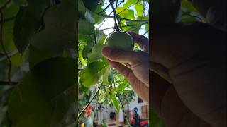 markisa manis segar #fruit #gardening #green