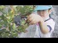 幼稚園児がブルーベリーの収穫体験 三重・鳥羽市
